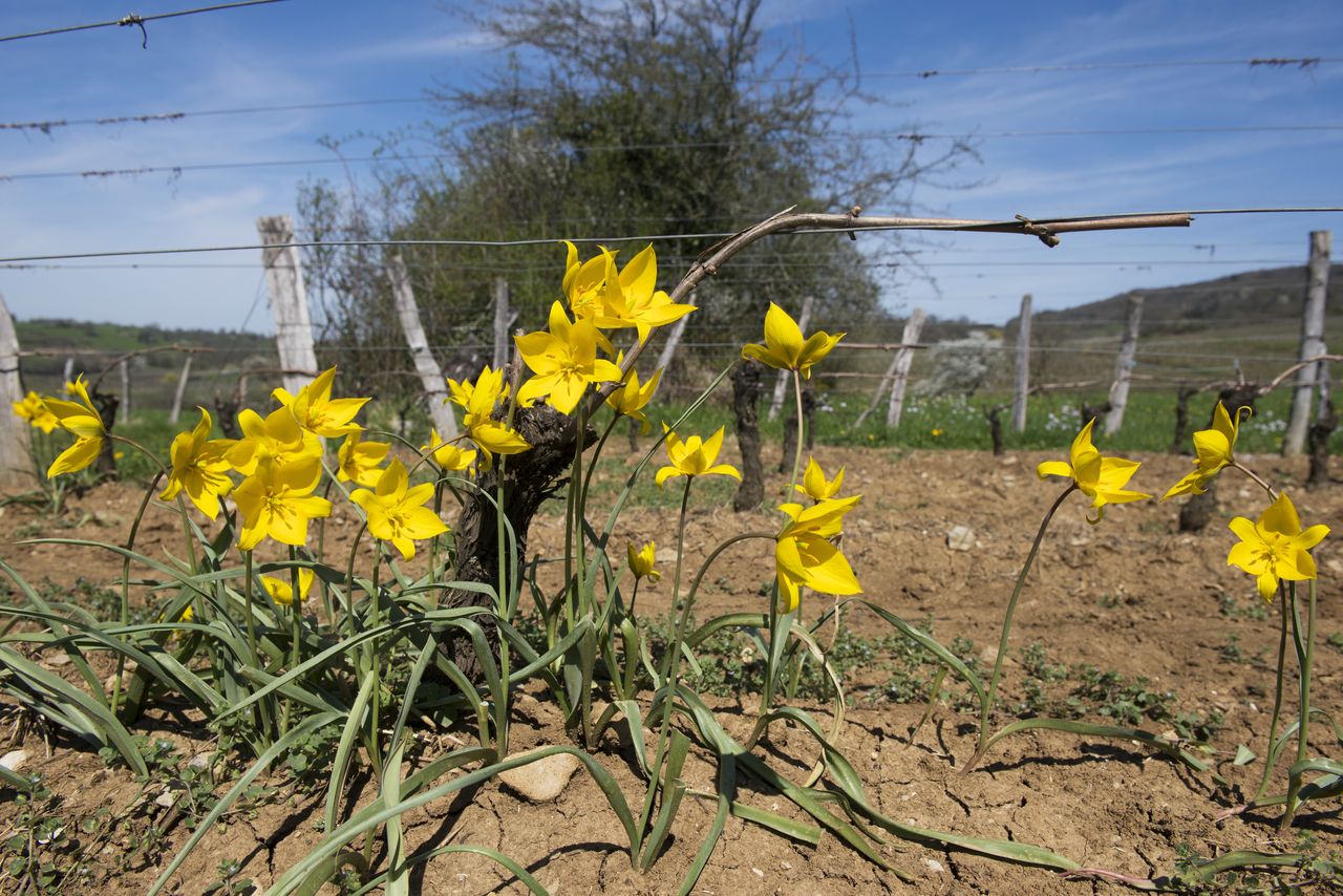 Flore Tulipe de vigne Tul_0466